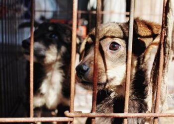 Gobierno propone reformas de ley para que el maltrato animal sea sancionado con cárcel