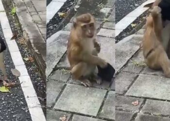 (VIDEO) Un mono que levanta una mascarilla del pavimento y lo utiliza ‘debidamente’