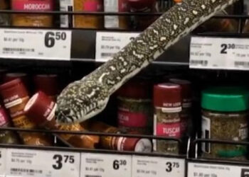 (VIDEO) Una serpiente de tres metros es sorprendida en el estante de especias de un supermercado en Australia