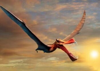Un pterosaurio de 40 afilados dientes, el más grande encontrado en Australia, resulta ser una especie nueva
