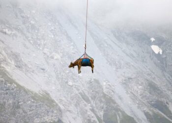 (VIDEO) Vacas lesionadas vuelven en helicóptero a su hogar en un valle suizo