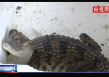 Familia compra pescado en línea y recibe un cocodrilo vivo