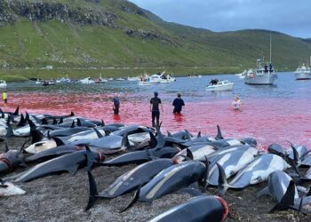 La matanza de 1.400 delfines en Europa para celebrar una jornada de “caza tradicional” generó repudio en todo el mundo