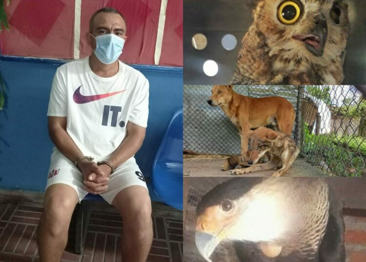Capturan a sujeto que mantenía enjaulados a animales silvestres: venados, búhos y otros