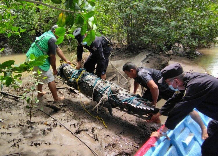 Agentes de la PNC y elementos del MARN rescataron a un cocodrilo americano que quedó atrapado entre las redes de unos pescadores