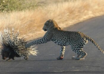 (VIDEO) Duelo entre un leopardo y un puercoespín que sorprendió por el resultado final