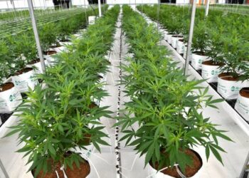 (VIDEO) Un camión de la basura se sale de la carretera tras un accidente, destruye el muro de un edificio y revela una plantación ilegal de marihuana