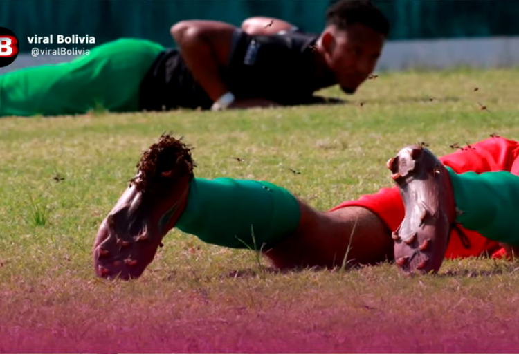 (VIDEO) Abejas atacan a los jugadores y paralizan un partido de fútbol en Bolivia