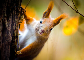 Estudio revela que las ardillas tienen rasgos de personalidad similares a los humanos