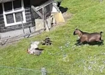 (VIDEO) Una cabra y un gallo salvan a una gallina del ataque de un halcón