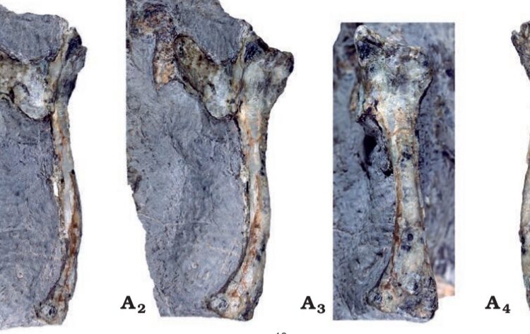 Descubren por primera vez en el hemisferio sur un ‘dragón alado’ jurásico que vivió hace más de 160 millones de años en el actual Chile