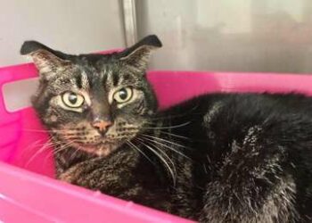 Un gato pasa 52 días encerrado en una casa sin comida y sobrevive de milagro