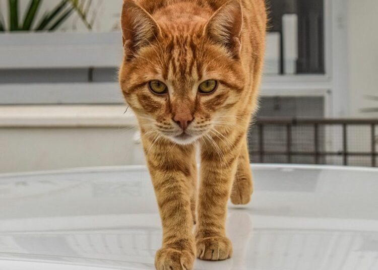 ¿Cómo obtienen los gatos sus rayas?