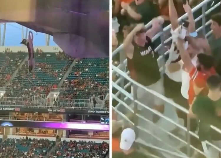 (VIDEO) El increíble rescate de un gato que cayó desde la parte más alta de un estadio