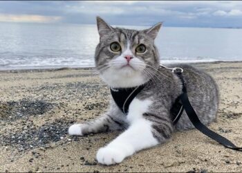 (VIDEO) Un gato japonés entra en el libro Guinness de los récords como el gato con más visitas en YouTube