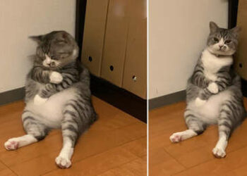 Un gato se queda dormido de forma adorable contra una pared y se convierte en un divertido meme