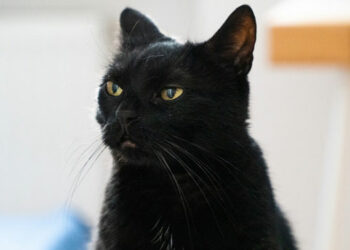 Un gato oficia de ‘padrino’ en una boda y su aspecto elegante y solemne conquista a la Red