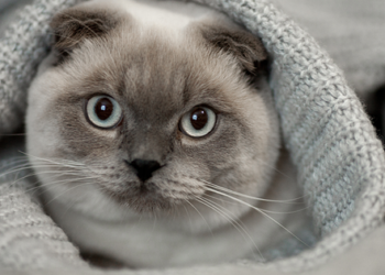 Crean una ‘app’ que interpreta los sentimientos de los gatos