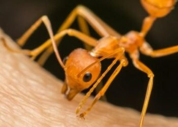 Descubren por qué los dientes de las hormigas cortan como un bisturí