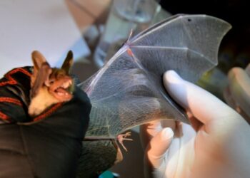 Encontraron virus similares al coronavirus en murciélagos de Laos, a 2.000 km de Wuhan