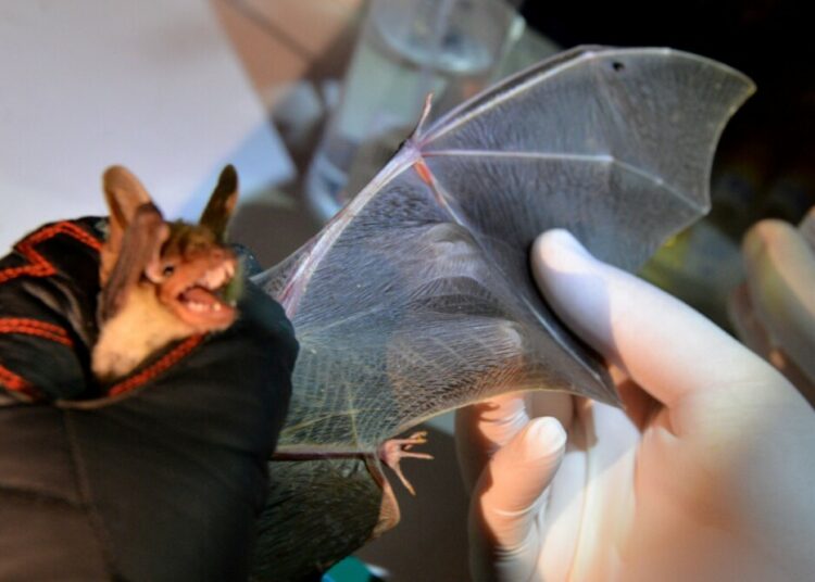 Encontraron virus similares al coronavirus en murciélagos de Laos, a 2.000 km de Wuhan