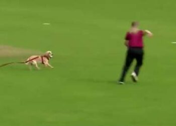 Un perro salta a la cancha y muestra su talento como ‘fielder’ en la semifinal del torneo de críquet femenil irlandés
