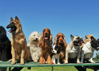 Descubren que los perros pueden determinar si las acciones humanas son intencionadas o no