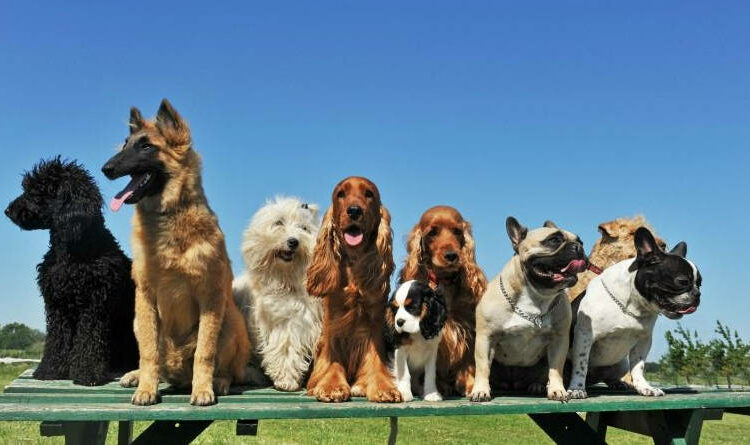 Descubren que los perros pueden determinar si las acciones humanas son intencionadas o no