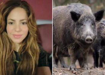 Shakira es atacada por dos jabalíes y comparte su experiencia