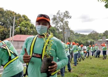 Avanzan trabajos en el vivero del programa MOP Verde donde se producirá un millón de árboles