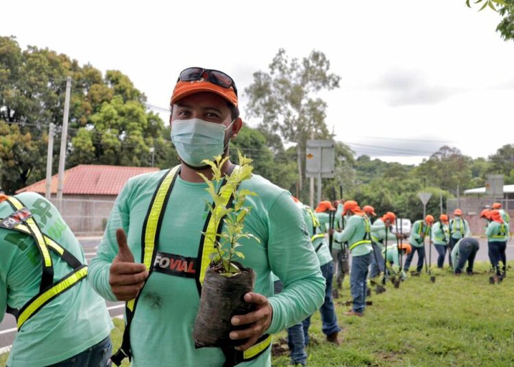 Avanzan trabajos en el vivero del programa MOP Verde donde se producirá un millón de árboles