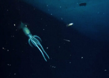 (VIDEOS) Captan un calamar gigante alrededor de un naufragio a unos 850 metros de profundidad en el mar Rojo