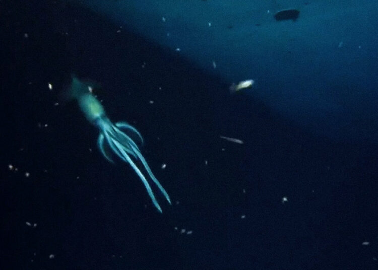 (VIDEOS) Captan un calamar gigante alrededor de un naufragio a unos 850 metros de profundidad en el mar Rojo