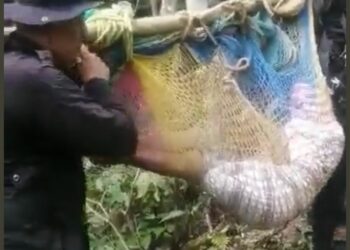 Policía rescata a mujer de 87 años que permaneció desaparecida en el bosque por más de 48 horas