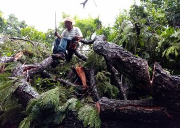 Protección Civil reporta árbol caído en la entrada principal de Jucuarán, en Usulután