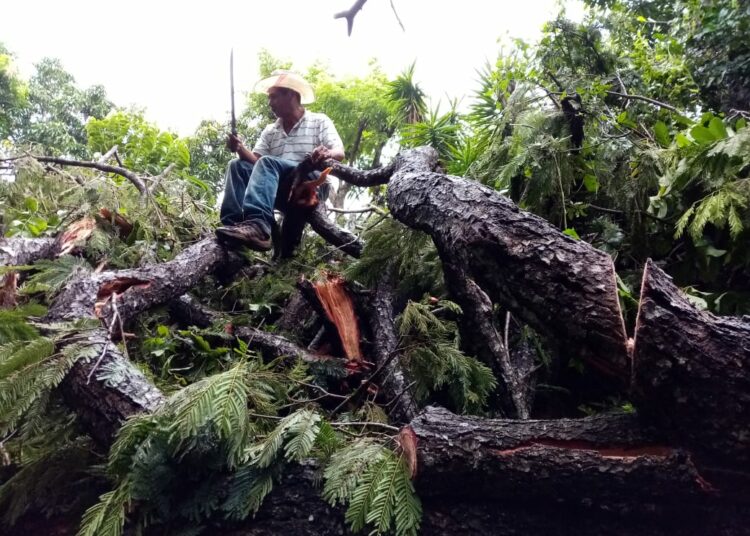 Protección Civil reporta árbol caído en la entrada principal de Jucuarán, en Usulután