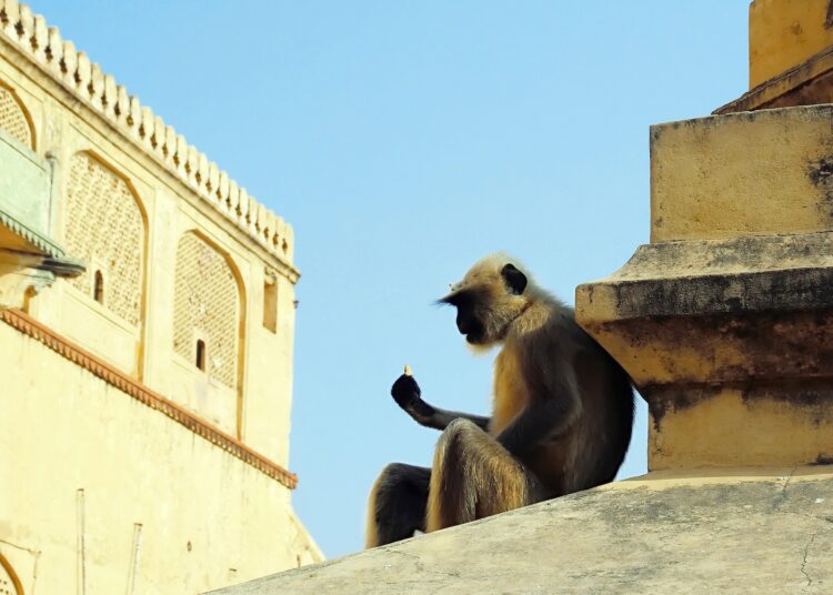 Un mono mata a un indio al lanzarle un ladrillo en la cabeza