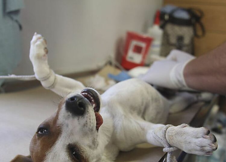 El Salvador contará con un hospital veterinario construido con ganancias por el alza del bitcóin