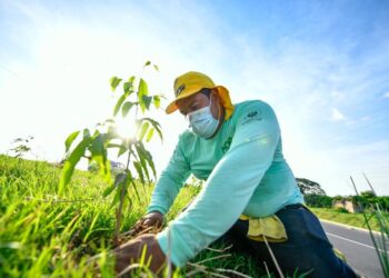 MARN siembra más de 500,000 árboles en áreas naturales protegidas