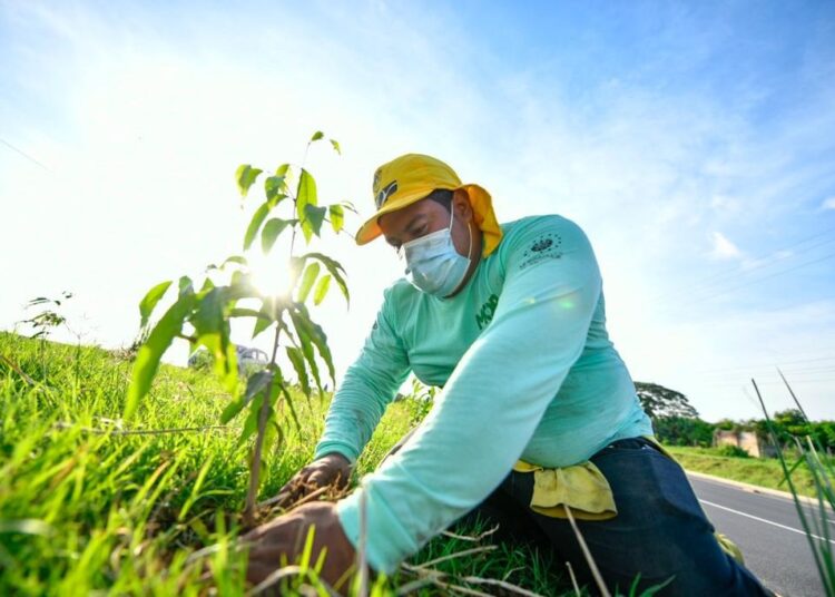 MARN siembra más de 500,000 árboles en áreas naturales protegidas