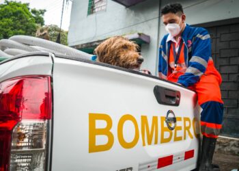Perrito que estaba atrapado en contornos del río El Arenal es rescatado por Protección Civil