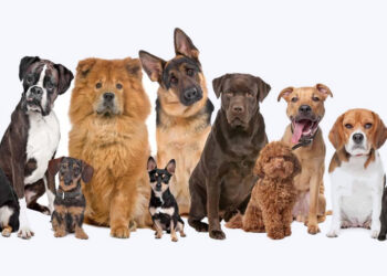 ¿Qué tan inteligente es su perro?: un grupo de canes ‘genios’ sorprende a los científicos con sus excepcionales capacidades de aprendizaje