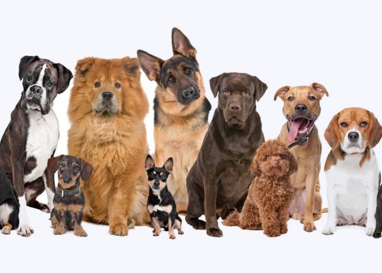 ¿Qué tan inteligente es su perro?: un grupo de canes ‘genios’ sorprende a los científicos con sus excepcionales capacidades de aprendizaje