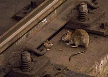 Alerta en Nueva York por el aumento récord de casos de una rara enfermedad trasmitida por ratas