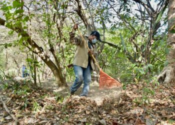50 manzanas reforestadas reciben mantenimiento de parte de CEL
