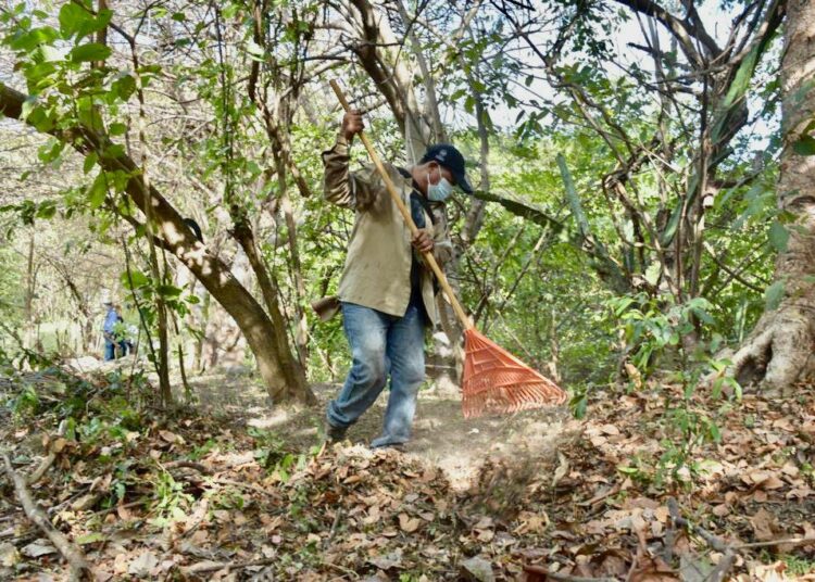 50 manzanas reforestadas reciben mantenimiento de parte de CEL