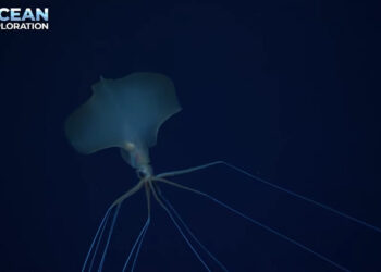 (VIDEO) Encuentran un «fantasmal» calamar de aguas profundas a más de 2.300 metros bajo la superficie del océano