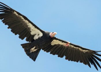 Los cóndores de California son capaces de reproducirse sin necesidad de aparearse, según un estudio