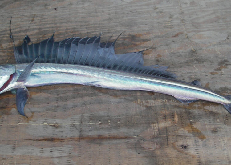 Encuentran un raro pez de la ‘zona crepuscular’ del océano en una playa de California tras un extraño temblor