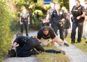 Un cerdo protagoniza una persecución policial en Florida (y se convierte en meme)
